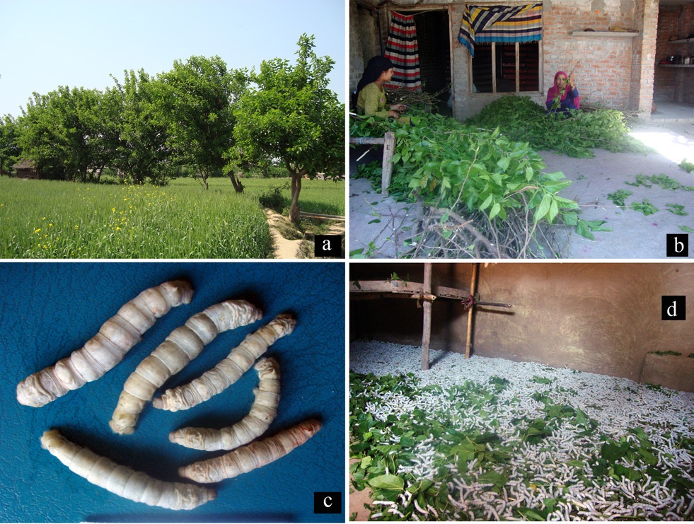 a) Sericulture system in northwest India; b) Lopping of
mulberry twigs for silkworm feeding; c) Diseased larvae by
Grasserie diseases; d) Constraints of rearing appliances leads to
space problem.