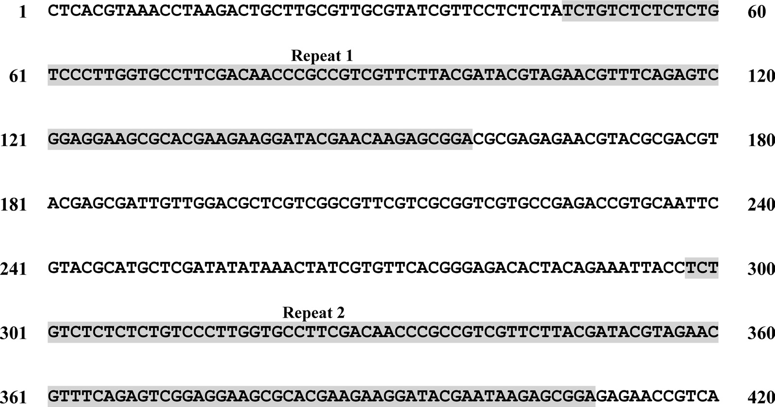 Beginning sequences of Bumbus ignitus ITS2 rDNA, which contained two repeat units.