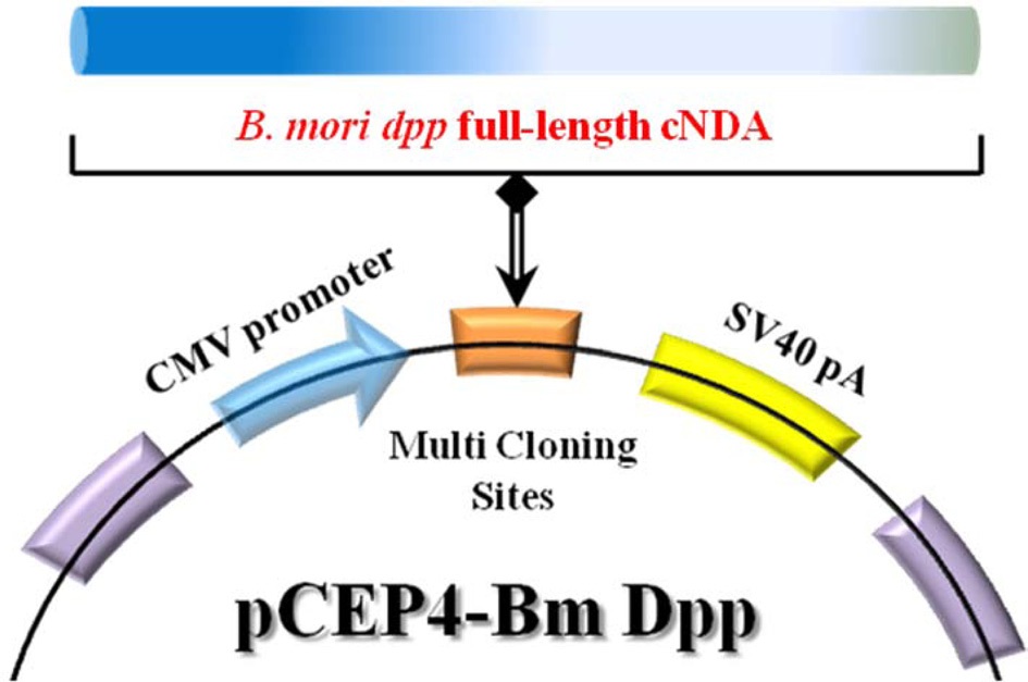 Cloning of the Bombyx mori dpp expression vectors. The 1,285-bp full-length cDNA of B. mori dpp was synthesized using total RNA obtained from fat bodies of 3-day-old of 5th instar larvae. To generate the B. mori dpp expression vector, the dpp gene was excised from the pSRDA-1 plasmid as a 1,324-bp fragment by NotI restriction enzyme digestion. This fragment was inserted into the NotI site of the pCEP4 vector in a direct orientation with respect to the CMV promoter to generate the pCEP4-Bm dpp plasmid DNA.