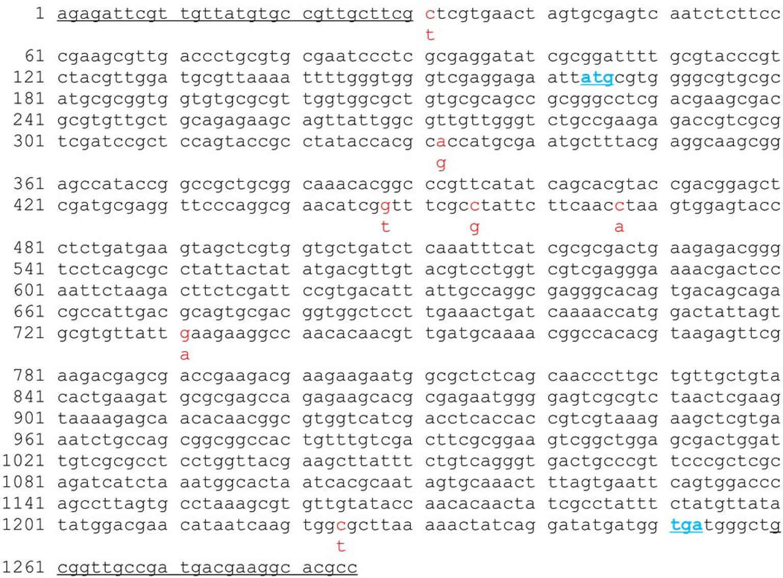 Sequence analysis. The 1,285-bp full-length cDNA of B. mori dpp was cloned into the pGEMT-Easy vector and subjected to DNA
sequencing. Sequence data of DNA fragments was analyzed using the BLAST search (http://www.ncbi.nlm.nih.gov). Sequence data for the
full-length cDNA of B. mori dpp is shown. In total, 7 base pairs (red characters) were replaced.