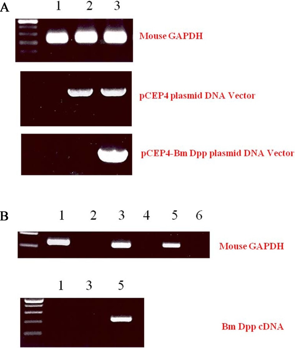 PCR analysis of HygB-resistant cells transfected with the
pCEP4 or pCEP4-Bm dpp plasmids. (A) To evaluate dpp expression
in cells transfected with plasmid DNA, we performed genomic DNA
PCR analysis by using a specific primer pair. An approximately
835-bp fragment was amplified from the genomic DNA of HygB-resistant
cells. 1: C3H10T1/2 cells; 2: C3H10T1/2 cells transfected
with pCEP4; 3: C3H10T1/2 cells transfected with pCEP4-Bm dpp
plasmid DNA. (B) To determine whether the B. mori dpp gene was
expressed in the target cells, we performed RT-PCR analysis. The
mouse GAPDH was detected in all samples. A 213-bp fragment
was amplified from target cells but not form the other cells. 1:
C3H10T1/2 cells cDNA; 2: NO-RT; 3: C3H10T1/2 cells transfected
with pCEP4 cDNA; 4: pCEP4 NO-RT; 5: C3H10T1/2 cells
transfected with pCEP4-Bm dpp cDNA; 6: NO-RT.