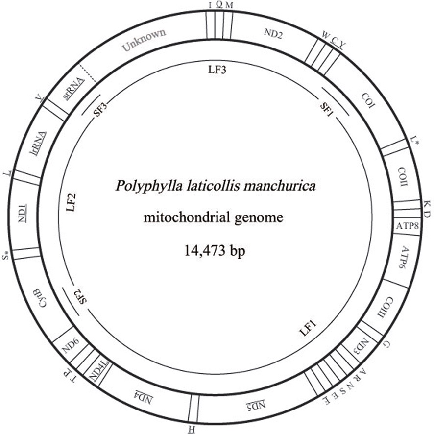 Circular map of the mitochondrial genomes of Polyphylla laticollis manchurica. The abbreviations for the genes are as follows:
COI, COII, and COIII refer to the cytochrome oxidase subunits, CytB
refers to cytochrome B, ATP6 and ATP8 refer to subunits 6 and 8 of F0
ATPase, and ND1 ~ 6 refer to components of NADH dehydrogenase.
tRNAs are denoted as one-letter symbols consistent with the IUPACIUB
single letter amino acid codes. The one-letter symbols L, L*, S
and S* denote tRNALeu(CUN), tRNALeu(UUR), tRNASer(AGN), and
tRNASer(UCN), respectively. Gene names that are not underlined
indicate a clockwise transcriptional direction, whereas underlined
genes indicate a counter-clockwise transcriptional direction. The P. l. manchurica mitogenome was amplified each from three short (SF1,
SF2, and SF3) and three long (LF1, LF2, and LF3) overlapping
fragments, shown as single lines within a circle. The unknown region
that possibly contains partial srRNA and the A+T-rich region is shaded.