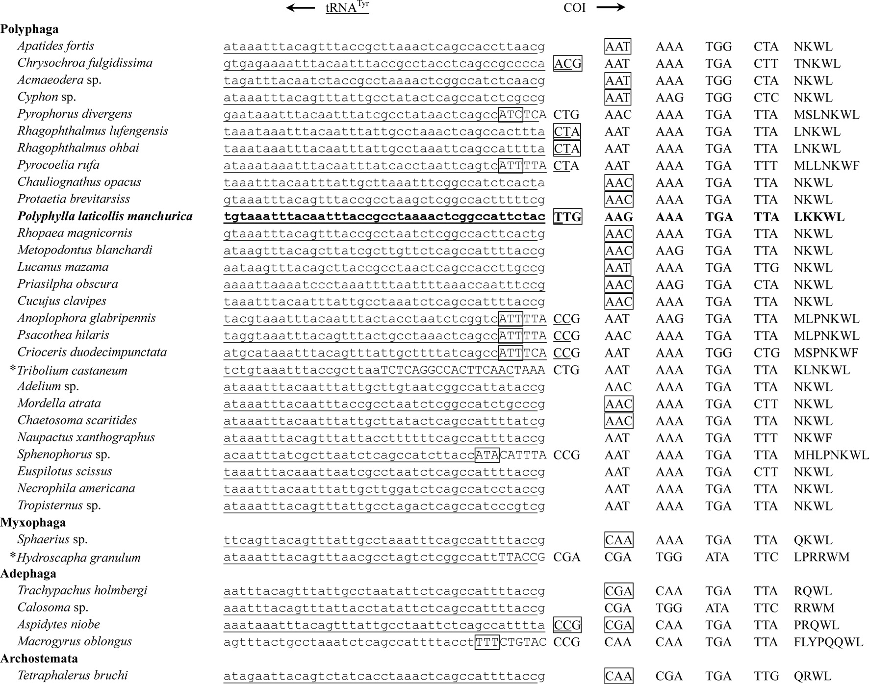 Alignment of the initiation context of COI genes of coleopteran insects including that of Polyphylla laticollis manchurica. The first
four to seven codons are shown in uppercase letters on the right-hand side of the figure. Underlined nucleotides indicate the adjacent partial
sequence of tRNATyr. Arrows indicate the direction of transcription. Boxed nucleotides indicate currently known translation initiators for the
COI of coleopteran. The start codon for P. l. manchurica was designated respectively as TTG.
