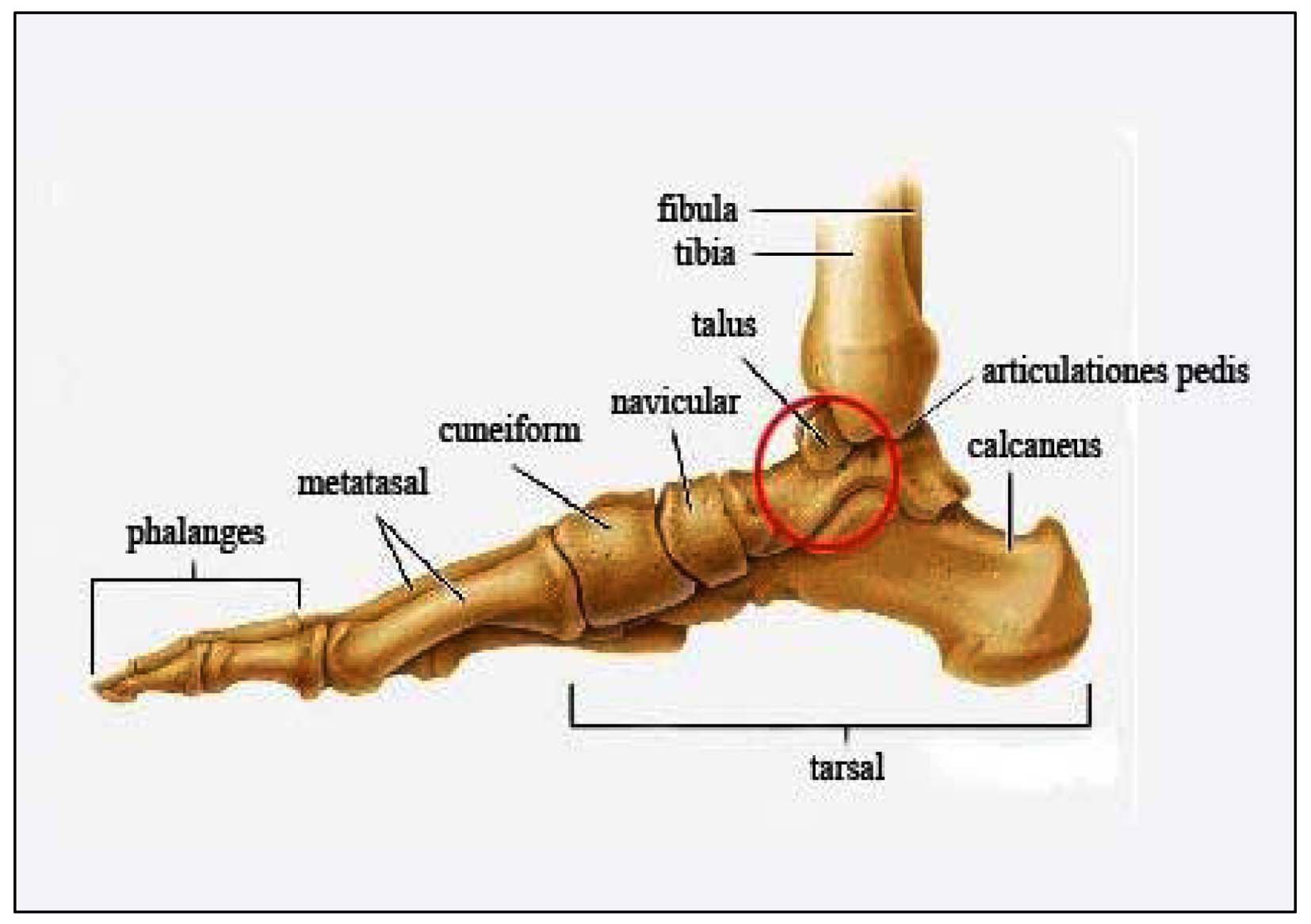 Terms of the foot bone.