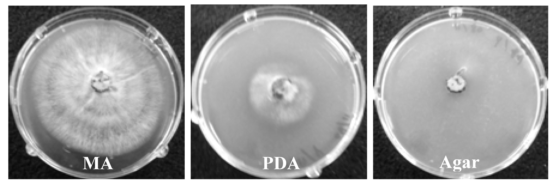 P. linteus growth depending on the various media: MA (maltose
extract agar), PDA (potato dextrose extract agar) and Agar-medium
(only agar containing medium).