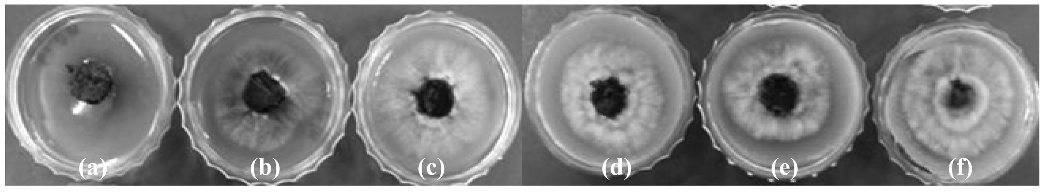 Potential candidates for Coptis fermentation show different growth patterns according to its contents. Coptis powder with agar medium was applied. The powder amounts were (a) 0.2, (b) 1, (c) 2, (d) 4, (e) 6, and (f) 8%.