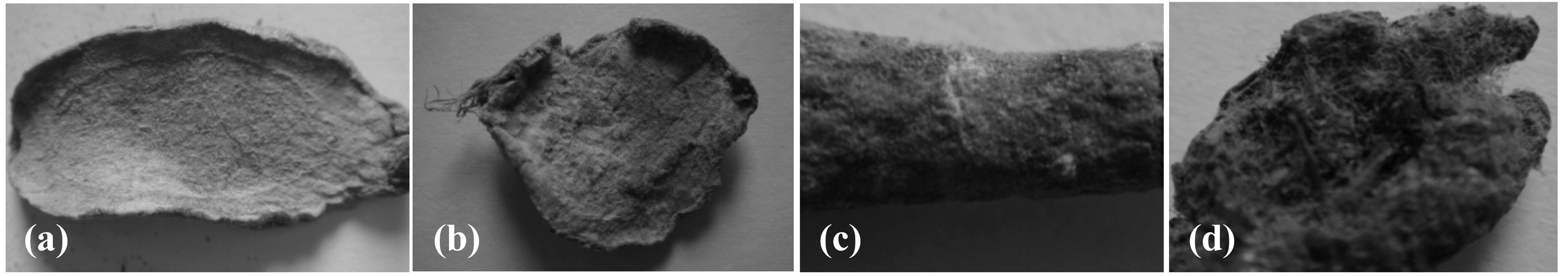 Surface shapes of Coptis and Curcuma root before and after fermentation with P. linteus at 32℃; before Coptis (a), after Coptis (b), before
Curcuma (c), after Curcuma (d).