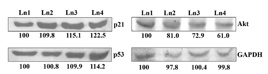 Activity of different proteins related to the cell cycle: Ln1, Ln2, Ln3 and Ln4 denote a 4% placebo aliquot and 2%, 3% and 4% Condurango
30C aliquots, respectively.