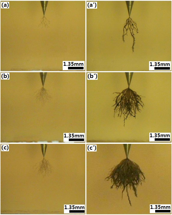 Morphology of electrical treeing for the epoxy/layered silicate
(1.5 wt%) nanocomposite tested in the constant electric field of 10
kV/4.2 mm with different electric field frequency: at 60 Hz for (a) 180
min and (a') 11,790 min; at 500 Hz for (b) 180 min and (b') 11,790
min; and at 1,000 Hz for (c) 180 min and (c') 11,790 min.