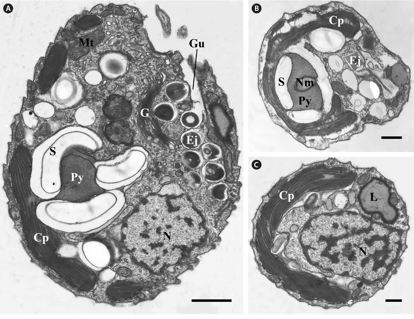 Transmission electron micrographs of general structure. (A) Longitudinal section of Rhinomonas reticulata var. atrorosea showing the
chloroplast (Cp), Golgi body (G), gullet (Gu), nucleus (N), starch (S), pyrenoid (Py), mitochondria (Mt), and ejectosome (Ej). (B) Cross section at
the gullet level showing the Cp, Ej, Py, and nucleomorph (Nm). (C) Cross section at the nuclear level showing the Cp and N. L, lipid. Scale bars
represent: A, 1 μm; B & C, 0.5 μm.