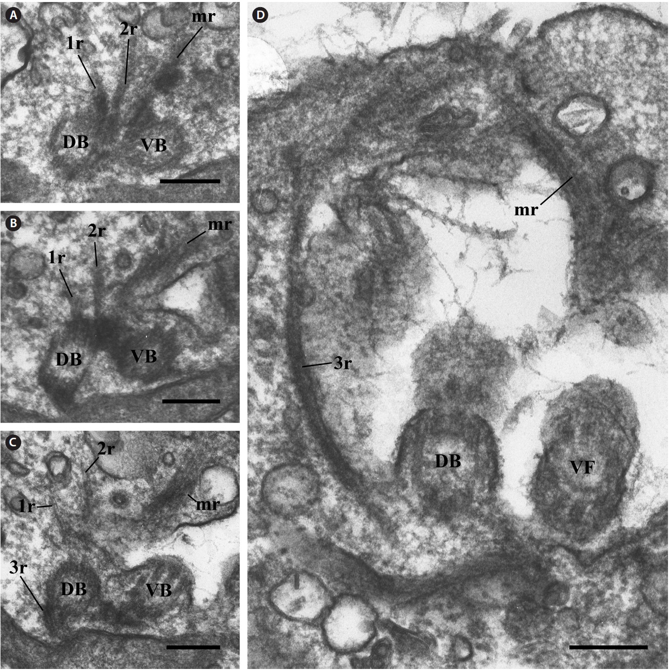 Transmission electron micrographs of microtubular roots. (A-D) Serial oblique sections showing the spatial relationship among the onestranded
microtubular root (1r), two-stranded microtubular root (2r), and another microtubular root (mr) extending from the left side of the two
basal bodies in the anterior direction. The mr extended at a different angle. The three-stranded microtubular root (3r) extended toward the left
side of the two basal bodies. DB, dorsal basal body; VB, ventral basal body; VF, ventral flagellum. Scale bars represent: A-D, 0.2 μm.