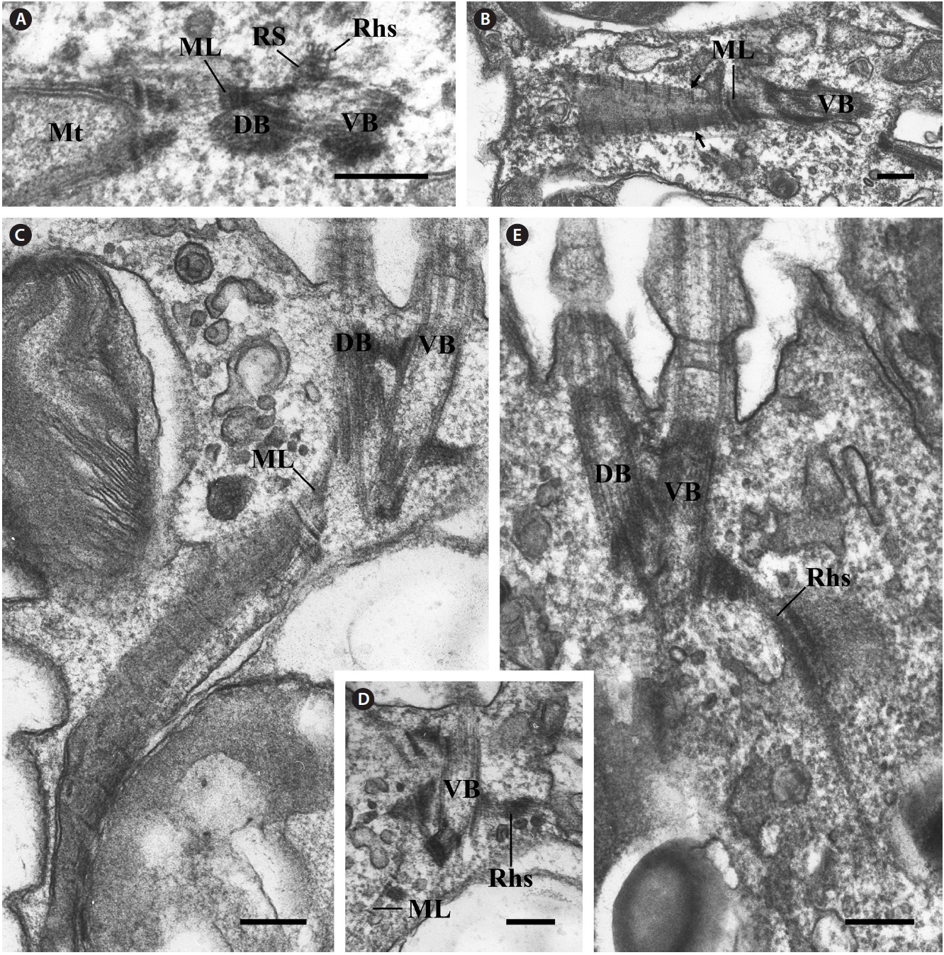 Transmission electron micrographs of the mitochondrion-associated lamella (ML) and rhizostyle (Rhs). (A) Oblique section of the two basal bodies showing the ML and Rhs, which originated at the rhizostyle-associated striated fiber (RS). The Rhs consisted of three microtubules. (B) Oblique section of the proximal ventral basal body (VB) showing that the ML divides into two fibrous bands. (C) Longitudinal section showing the ML extending toward the posterior and dorsal side of the cell. (D) Longitudinal section showing the spatial relationship between the Rhs and ML. (E) Longitudinal section showing the short Rhs extending to the middle of the cell. DB, dorsal basal body; Mt, mitochondria. Scale bars represent: A-E, 0.2 μm.