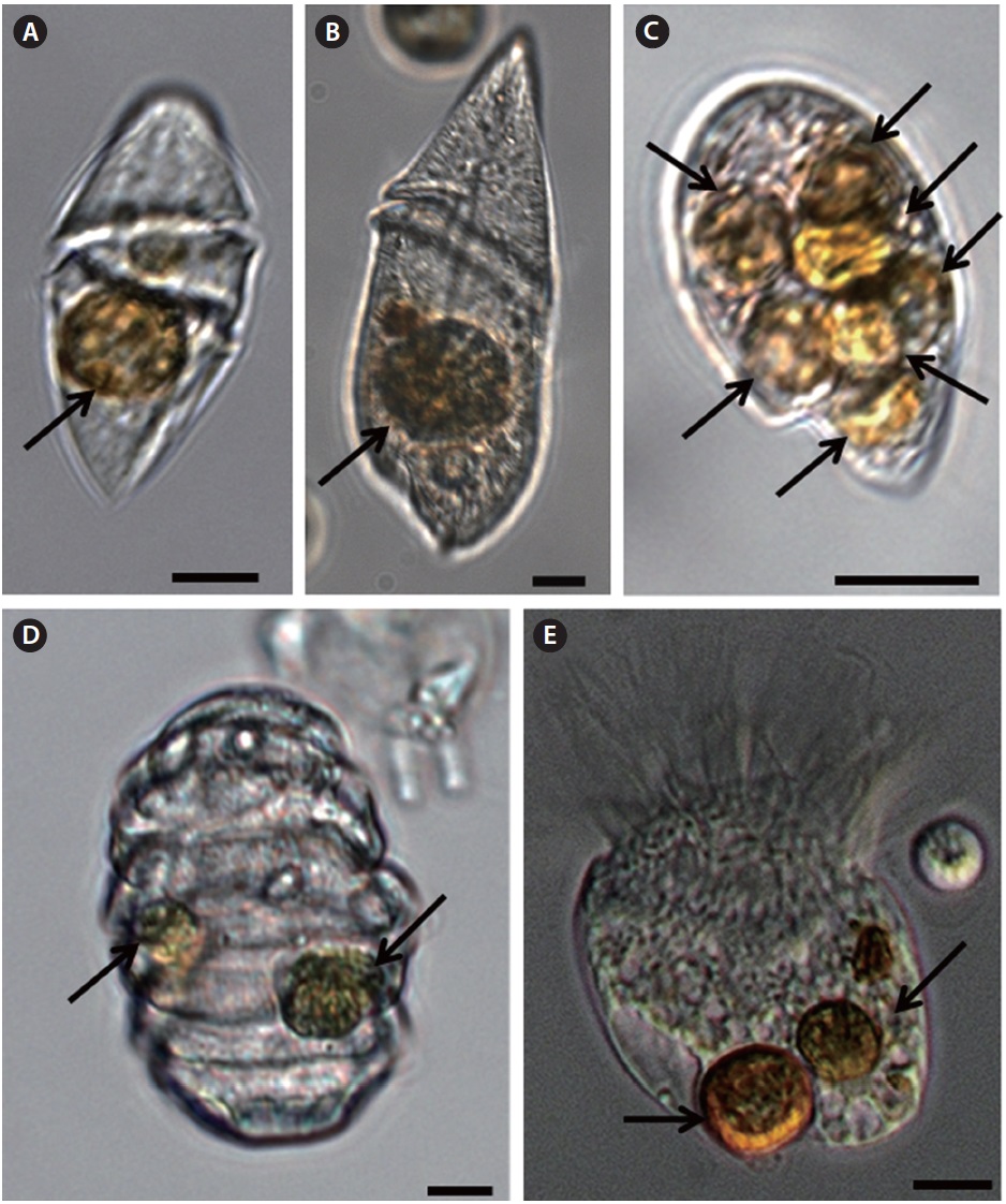 Feeding by heterotrophic dinoflagellates (A-D) and a ciliate (E) on the mixotrophic dinoflagellate Biecheleria cincta. (A) Gyrodinium dominans with an ingested B. cincta cell. (B) Gyrodinium spirale with an ingested B. cincta cell. (C) Oxyrrhis marina with several ingested B. cincta cells. (D) Polykrikos kofoidii with two ingested B. cincta cells. (E) Strobilidium sp. with two ingested B. cincta cells. Arrows indicate ingested prey cells. All photographs were taken using an inverted microscope. Scale bars represent: A-E, 10 μm.