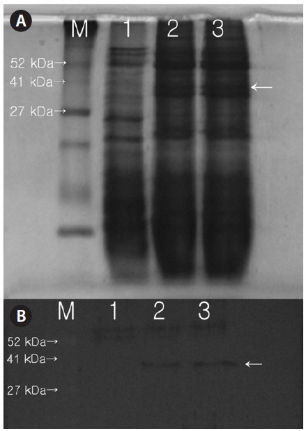 Sodium dodecyl sulfate polyacrylamide gel electrophoresis
(SDS-PAGE) and western blot analysis of the total soluble protein
extract from transformed Chlorella vulgaris. (A) Total soluble proteins
were extracted and subjected to SDS-PAGE (50 μg per lane). (B)
Western blot analysis confirmed the expression of this 35-kDa
protein in transformed but not nontransformed C. vulgaris. Lane 1,
nontransformed C. vulgaris; lanes 2-4, transformed C. vulgaris (lane 2,
CT-9; lane 3, CT-12).