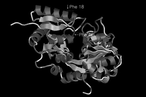 3-D structure of recombinant bovine lactoferrin N-lobe
protein. The 3-D structure of recombinant bovine lactoferrin N-lobe
protein was determined. The existence of 14 α-helix and 16 β-sheet
structures was confirmed.