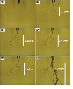 Morphology of electrical treeing (a)~(f ) for the epoxy/lowchlorine
BDGE system tested in the constant electric field of 10
kV/4.2 mm at 60 Hz at 130℃ for 0, 60, 240, 480, 720, and 794 min,
respectively.
