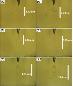 Morphology of electrical treeing for the epoxy/high-chlorine
BDGE system tested in the constant electric field of 10 kV/4.2 mm
with different electric field frequencies: at 60 Hz for (a) 60 min and (a')
240 min; at 500 Hz for (b) 60 min and (b') 240 min; at 1,000 Hz for (c)
60 min and (c') 240 min.