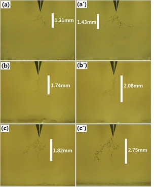 Morphology of electrical treeing for the epoxy/low-chlorine
BDGE system tested in the constant electric field of 10 kV/4.2 mm
with different electric field frequencies: at 60 Hz for (a) 60 min and (a')
240 min; at 500 Hz for (b) 60 min and (b') 240 min; at 1,000 Hz for (c)
60 min and (c') 240 min.