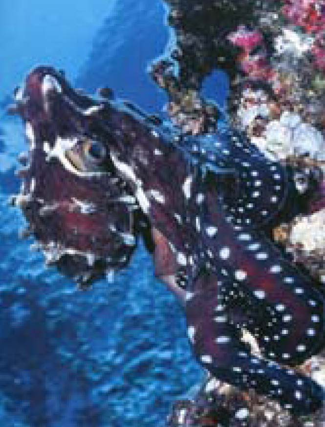 Octopus cyanea. Blechman (2004), p. 71.