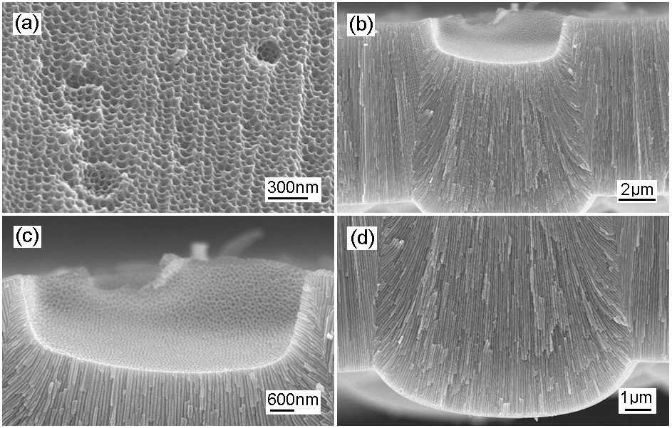 The SEM images on (a) the first anodized surface with the removalof the AAO layer, (b) the cross-sectional view of the second anodizedAAO layer on the highly concaved initial surface of aluminumsuch as in the shape of a crater, (c) the highlighted surface area, and(d) the highlighted barrier layer.