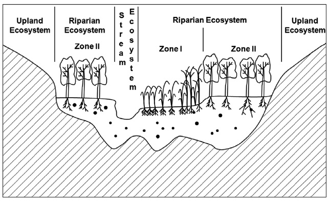 A diagram shows the spatial range of riparian zone (redrawn
from Goodwin et al. 1997).