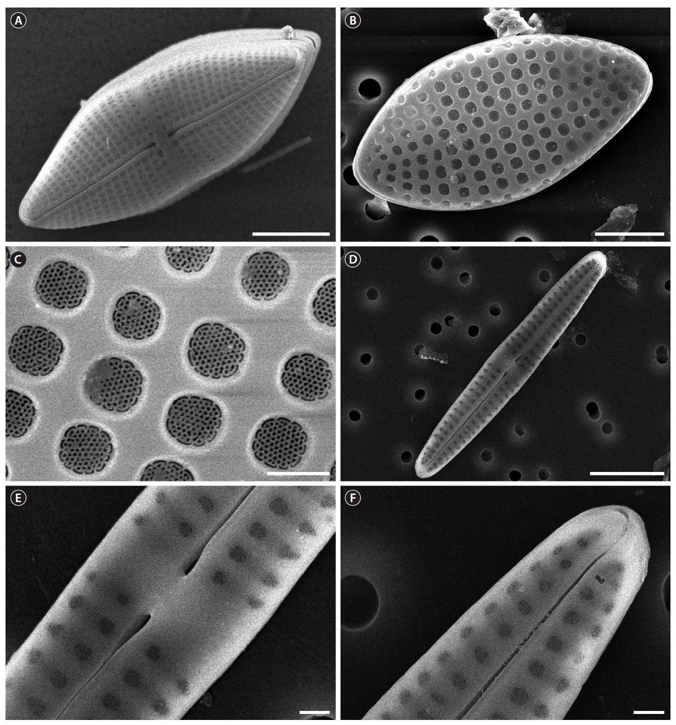 SEM microphotographs of the Achnanthes spp. (A) RV of the A. brevipes var. brevipes. (B) Cribrate areolae on the RV of the A. cocconeioides. (C) Striae
of the A. cocconeioides. (D) RV of the A. groenlandica. (E) Central area of RV of the A. groenlandica. (F) Terminal end of ARV of the A. groenlandica. Scale bars
represent: A, D, 10 μm; B, 5 μm; C, E, F, 1 μm.