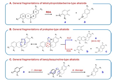 General MS/MS fragmentation pathways of (A) tetrahydroprotoberberine-, (B) protopine-, and (C) benzyliosq-uinoline-type alkaloids.