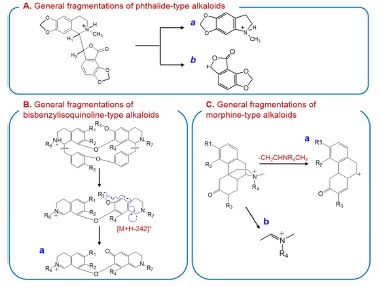 General MS/MS fragmentation pathways of (A) phthalide-, (B) bisbenzyliosquinoline-, and (C) morphine-type alkaloids.