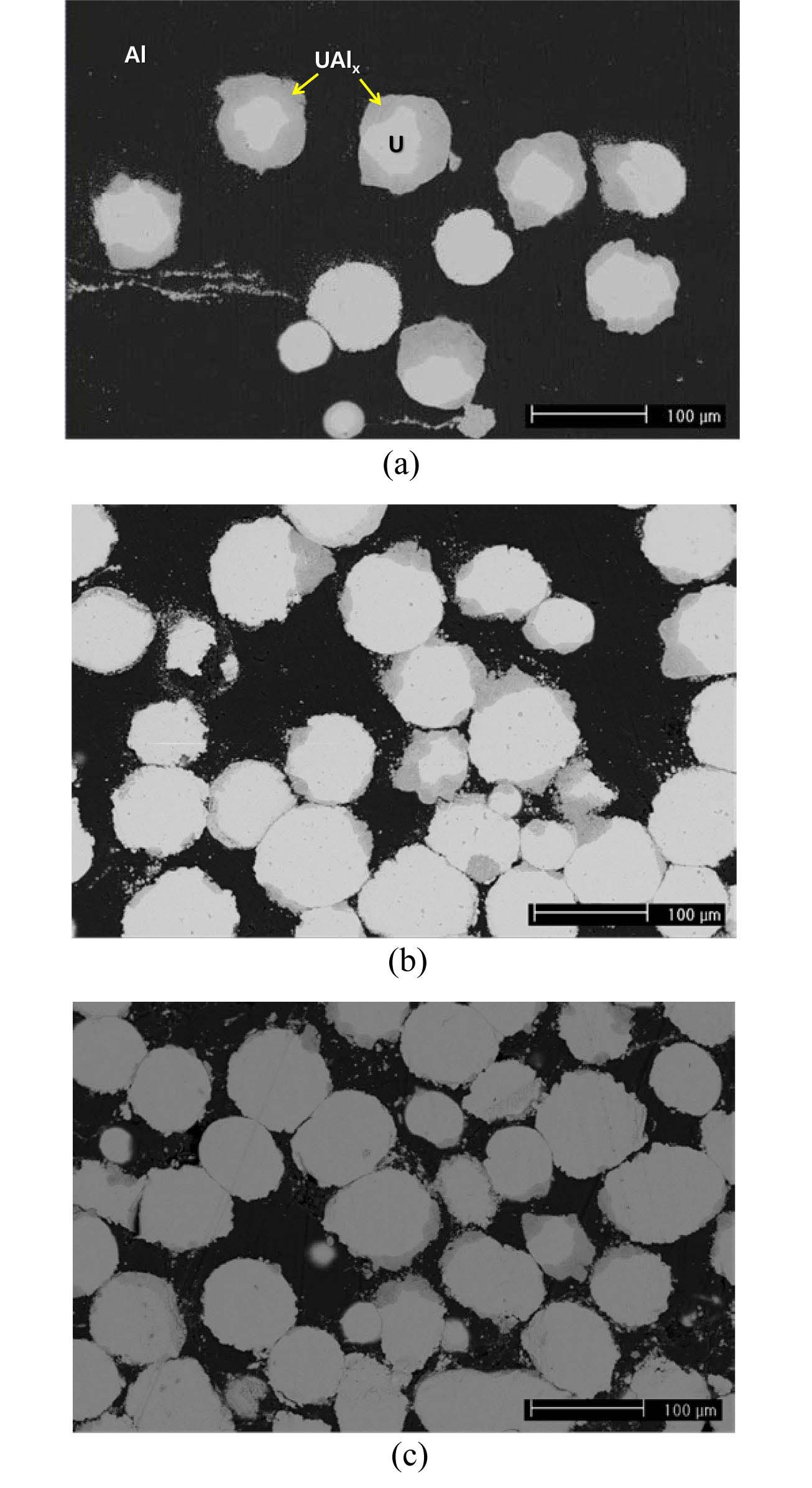 Cross Section Microstructures of Uranium Particle Dispersion Target Plates. (a) 3 g·U/cm3, (b) 6 g·U/cm3, (c) 9 g·U/cm3.