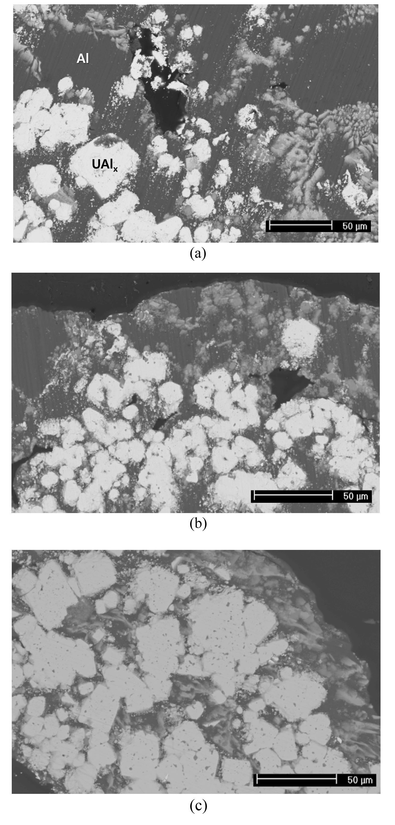 Scanning Electron Micrographs of Target Plates afterHeat Treatment at 700℃ for 1 Hour. (a) 3 g·U/cm3, (b) 6 g·U/cm3, (c) 9 g·U/cm3.