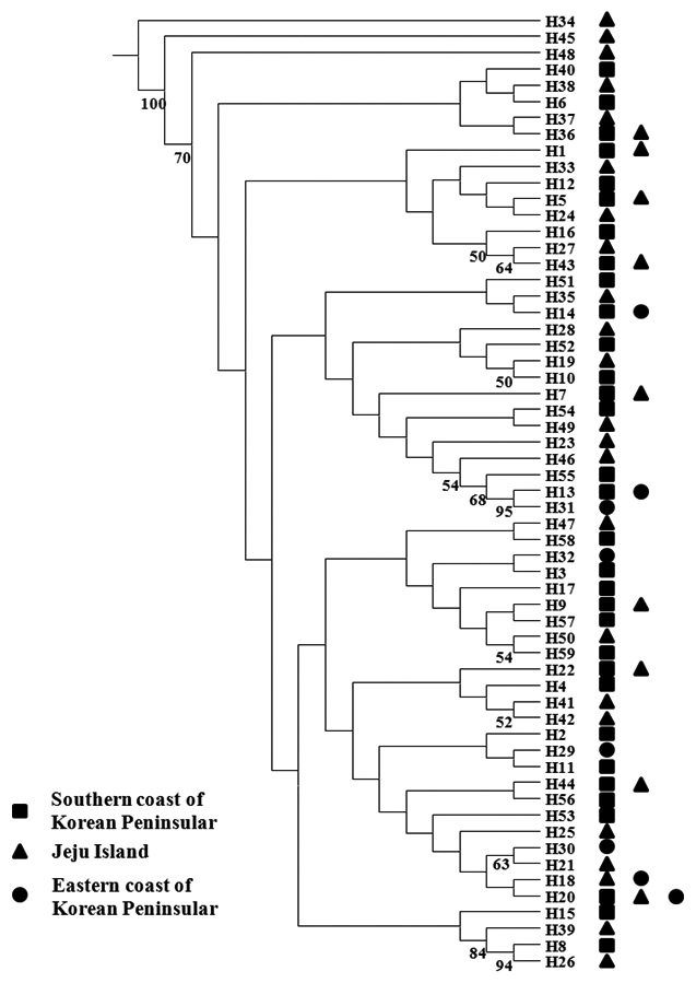Genetic relationships among 59 haplotypes of Pollicipes mitella were reconstructed using the neighbor-joining method, generated with the Seqboot, Neighbor, and Consensus options in PHYLIP v. 3.6 (Felsenstein, 1993). A bootstrap analysis of 1000 replicates evaluated support for phylogenetic relationships after construction of a genetic distance matrix based on nucleotide divergences between haplotypes, estimated according to Nei (1987) and the Kimura two-parameter model (Kimura, 1980). Bootstrap supports of >50% in 1000 replicates are shown.