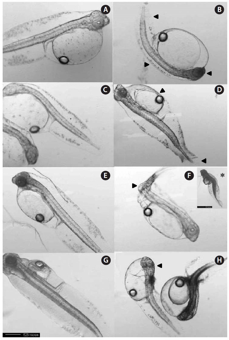 Paralithys olivaceus embryo-larvae exposed to 0 μg/L groups (A, C, E, G) and 40 μg/L Aroclor 1254 concentration (B, D, F, H). (A, C, E, G) Newly hatched larvae of control group (normal). (B) Tail abnormality and erosion of dorsal and ventral fins and darkened head (12 h after exposure). (D) Caudal-fin erosion and atrophy of the yolk (24 h after exposure). (F) Circumflex caudal-born. *Inset is the extreme spinal curvature (48 h after exposure). (H) Abnormal portion of head, darkening of body and yolk-sac edema; Disability of development (72 h after exposure). The black arrows point out the abnormalities of larvae exposed to Aroclor 1254.