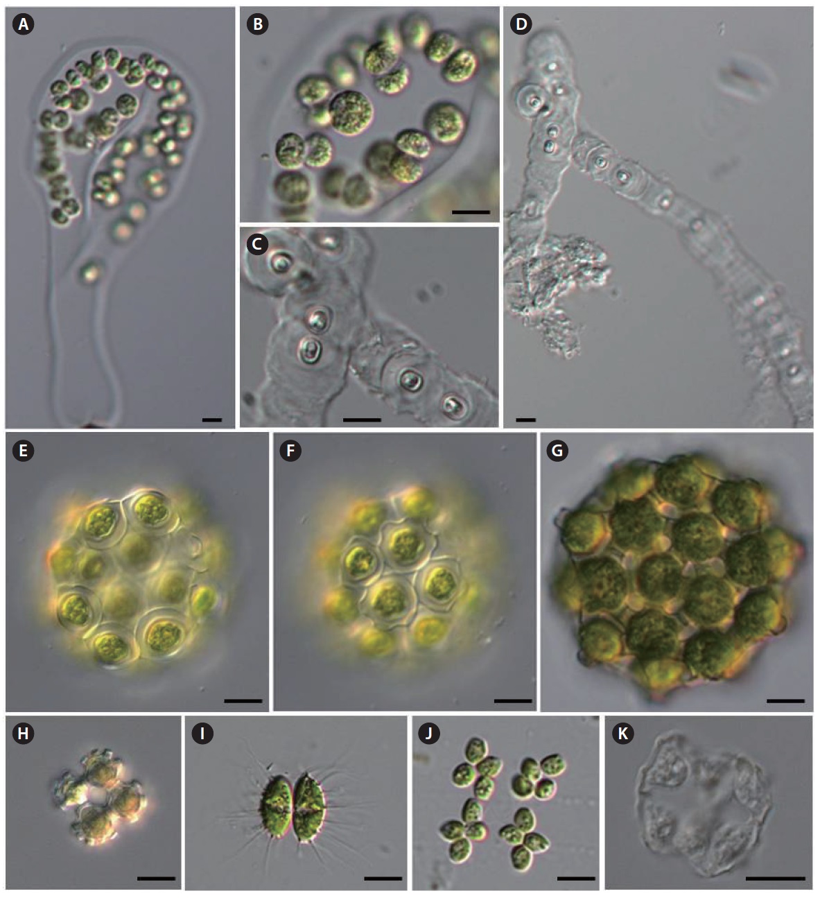 (A, B) Palmodictyon viride, (C, D) Gloeodendron ramosum, (E, F) Coelastrum indicum, (G) C. pulchrum, (H) C. verrucosum, (I) Dicellula geminata, (J) Hofmania africana, (K) Pectodictyon pyramidale. Scale bars, 10 μm.