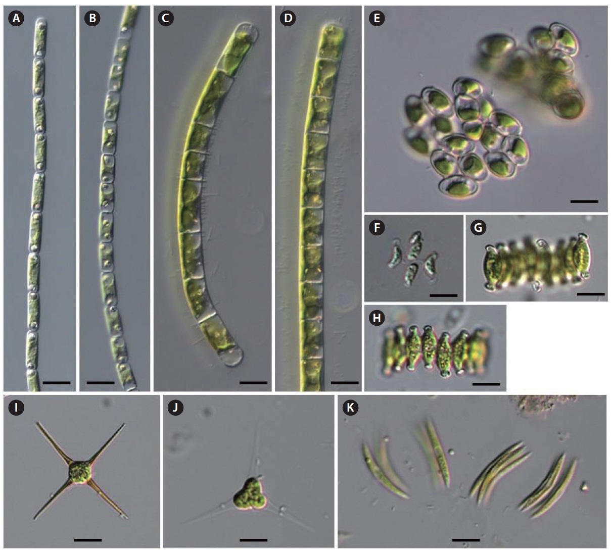 (A, B) Gloeotila pulchra, (C, D) Gloeotilopsis planktonica, (E) Tetrachlorella alternans, (F) Scenedesmus indicus, (G, H) S. product-capitatus, (I) Treubaria quadrispina, (J) T. setigera, (K) Quadrigula closterioides. Scale bars, 10 μm.