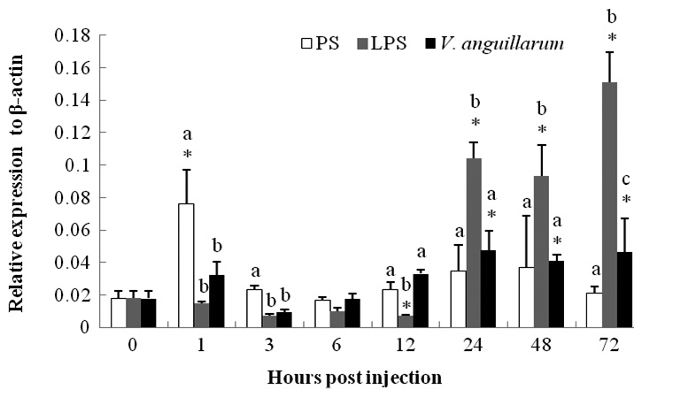 Time-course mRNA expression of the c-lysozyme in the whole body of fleshy shrimp Fenneropenaeus chinensis after injected with physiological saline (PS), lipopolysaccharides (LPS) and Vibrio anguillarum. The quantitative real-time reverse-transcription polymerase chain reaction was used to detect the expression and β-actin was amplified as a positive control. The results are showed with the mean ± SD. The significant differences compared to the baseline (time = 0 hpi) for each group are indicated with the asterisks. And the differences between treatments at each time point are marked with different letters.