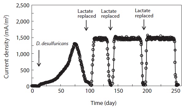 Current production by Desulfovibrio desulfuricans in the
microbial fuel cell. The medium (lactate) in the anode chamber was
replaced when the current dropped below 0.03 mA to start the new
cycles of batch operation (as indicated by arrows).