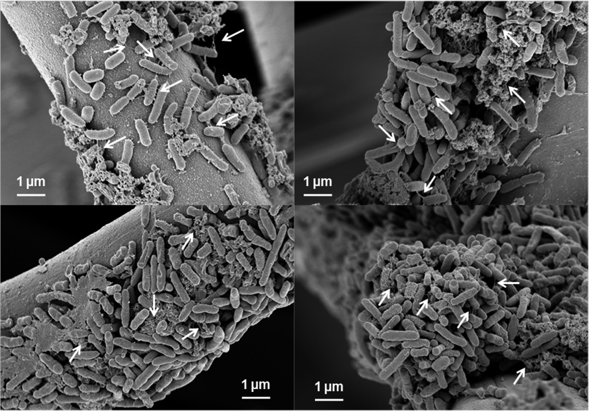 Scanning electron microscopy images of biofilm and nano-pili (indicated by arrows) formed on the anode at (a) 100 hr, (b) 137 hr, (c) 194
hr, and (d) 255 hr of microbial fuel cell operation.
