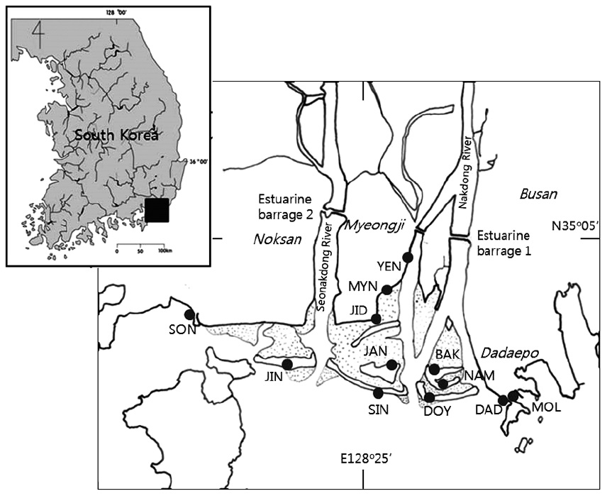 Map showing the estuary of two rivers and the coastal area of the sea. Sampling sites on the intertidal sandflats consisted of six sand bars: JIN (Jinudo),
SIN (Sinjado), JAN (Jangjado), DOY (Doyodeung), NAM (Namuseomdeung), BAK (Baekhapdeung), and six beaches: DAD (Dadaepo), MOL (Molundae), YEN (the
estuary of the Yeong Stream), MYN (Myeongji), JID (Jindong), SON (Songjeong). Dotted areas between sand bars indicate the sand-flats.