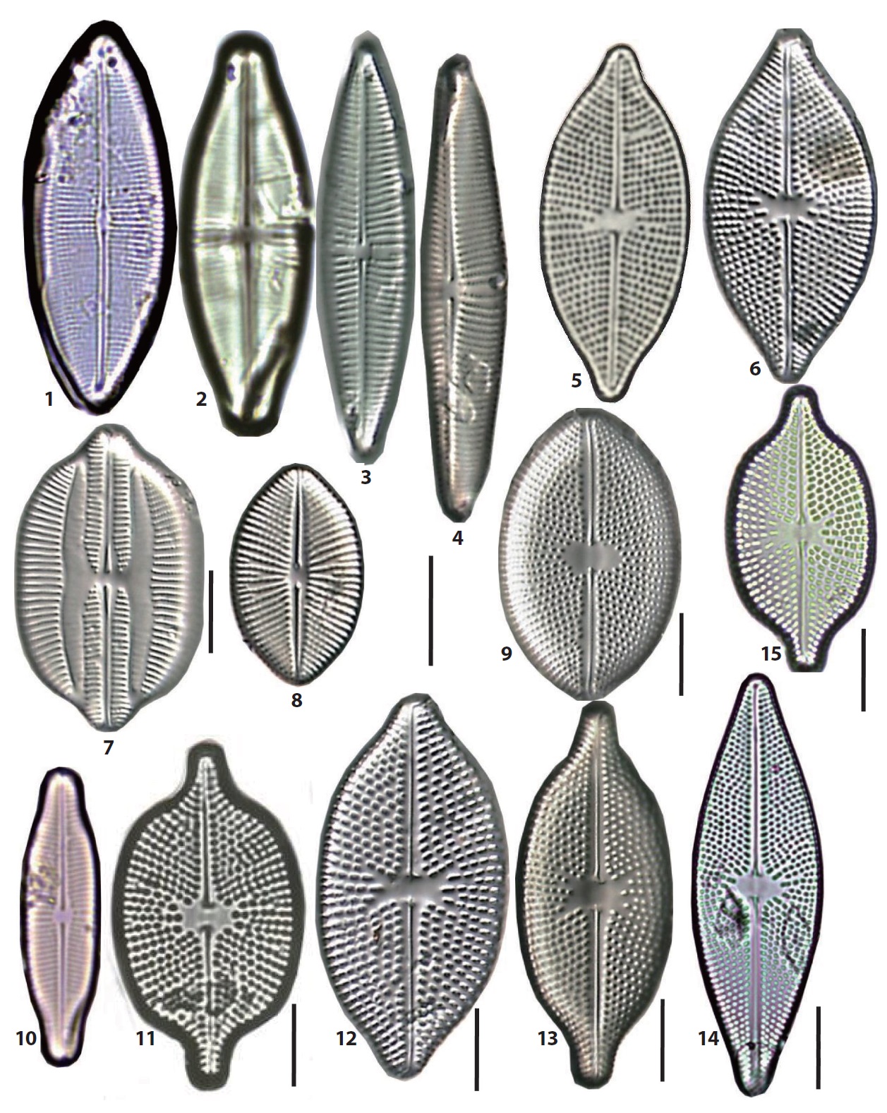 Fig. 1. Parlibellus delognei. Fig. 2. P. crucicula. Figs. 3, 4. P. ceuciculoides. Figs. 5, 6. Moreneis coreana. Fig. 7. Lyrella clavata (x1500). Fig. 8.
Cosmioneis eta. Fig. 9. Petroneis marina (x1500). Fig. 10. Parlibellus protracta. Fig. 12. Navicula alpha (x1500). Figs. 11, 13？15. Different forms with the
typical N. alpha (x1500). Scale bars, 10 μm.