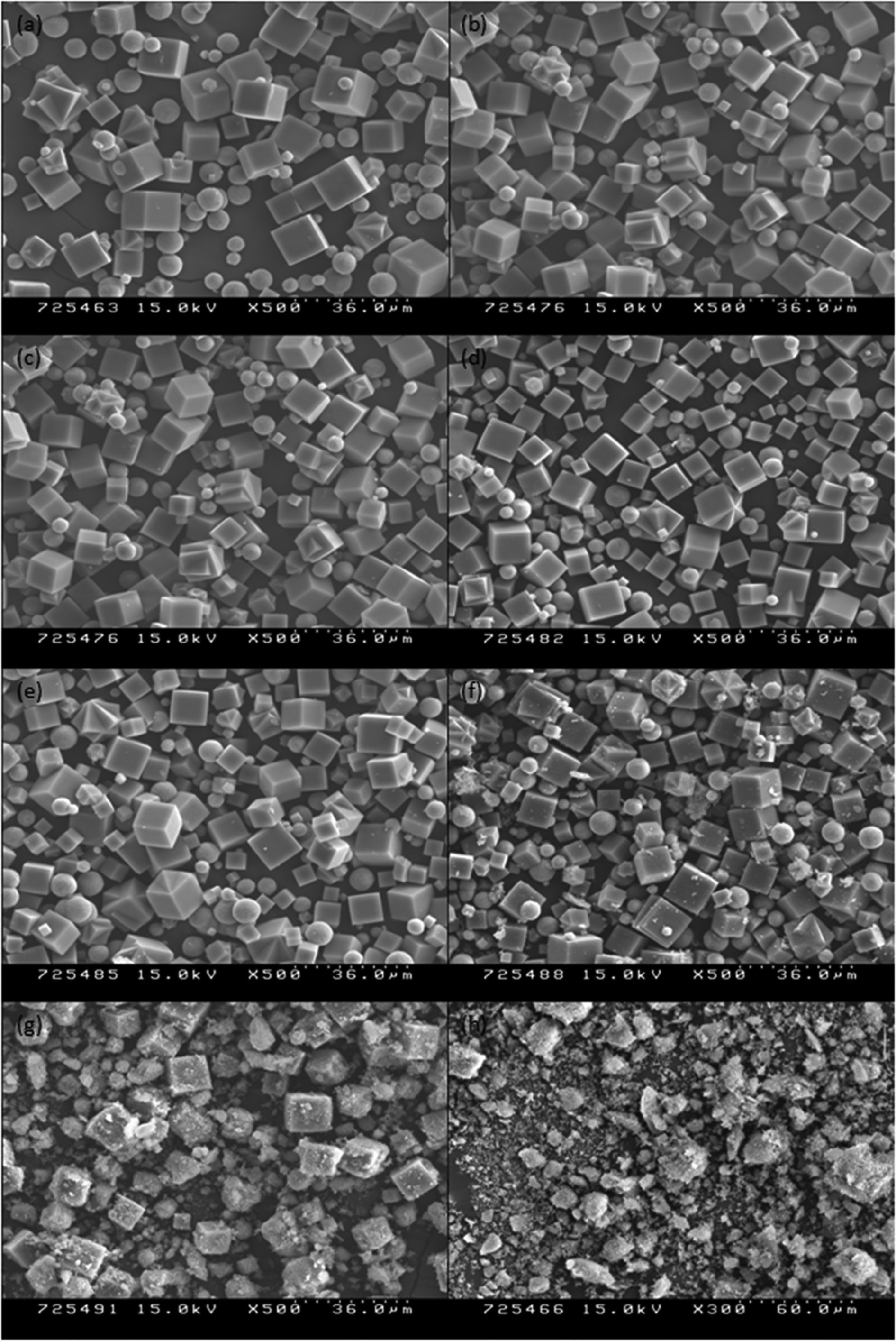 Scanning electron microscopy images of iron-incorporated zeolite type-A prepared under condition 1 of Table 1, where (a) to (h),
respectively; refer to iron contents of 0 (a), 0.001 (b), 0.003 (c), 0.005 (d), 0.01 (e), 0.03 (f), 0.05 (g), and 0.3 (h).