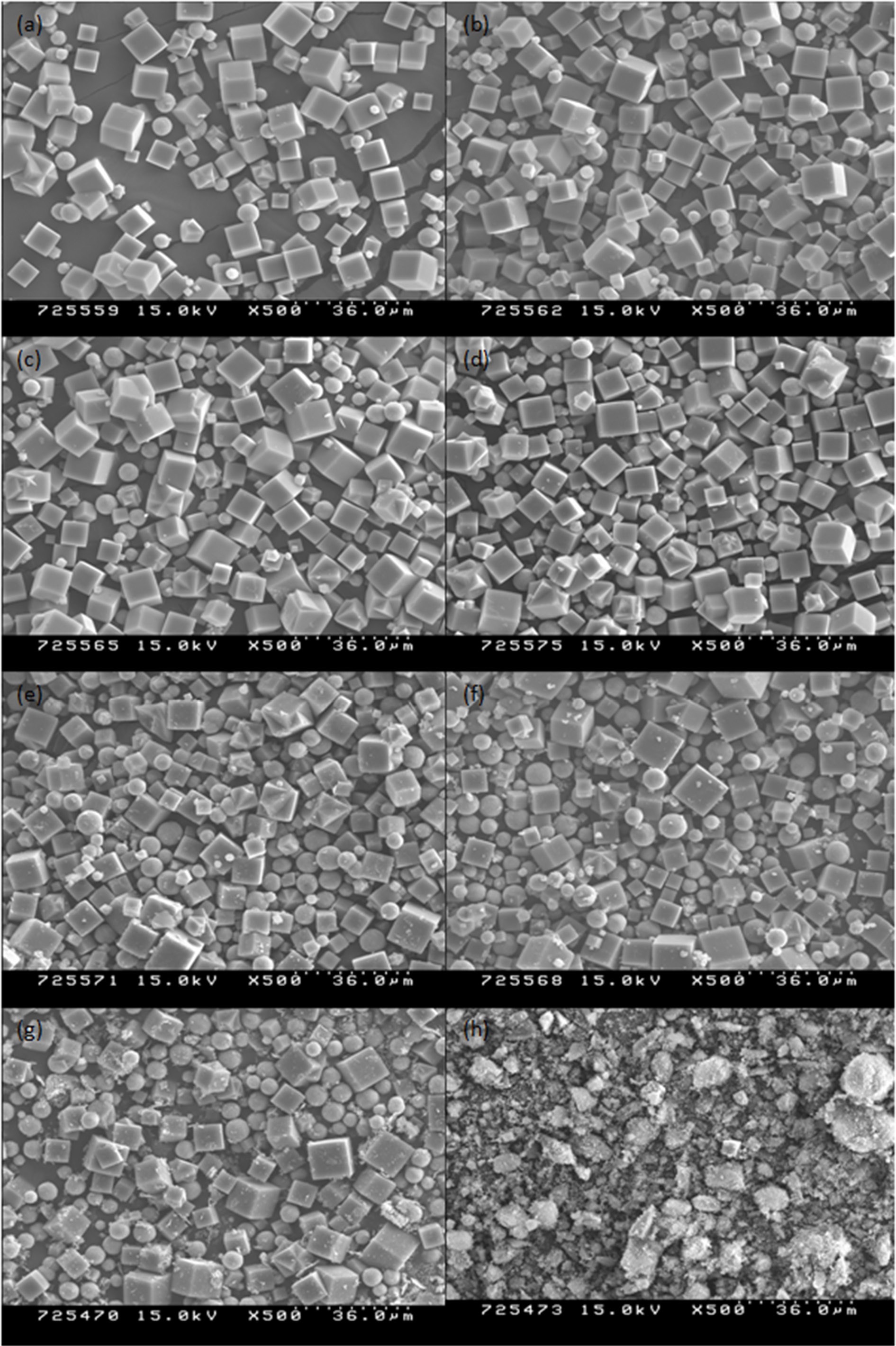 Scanning electron microscopy images of iron-incorporated zeolite-A prepared under condition 2 of Table 1, where (a) to (h),
respectively; refer to iron contents of 0 (a), 0.001 (b), 0.003 (c), 0.005 (d), 0.01 (e), 0.03 (f), 0.05 (g), and 0.3 (h).