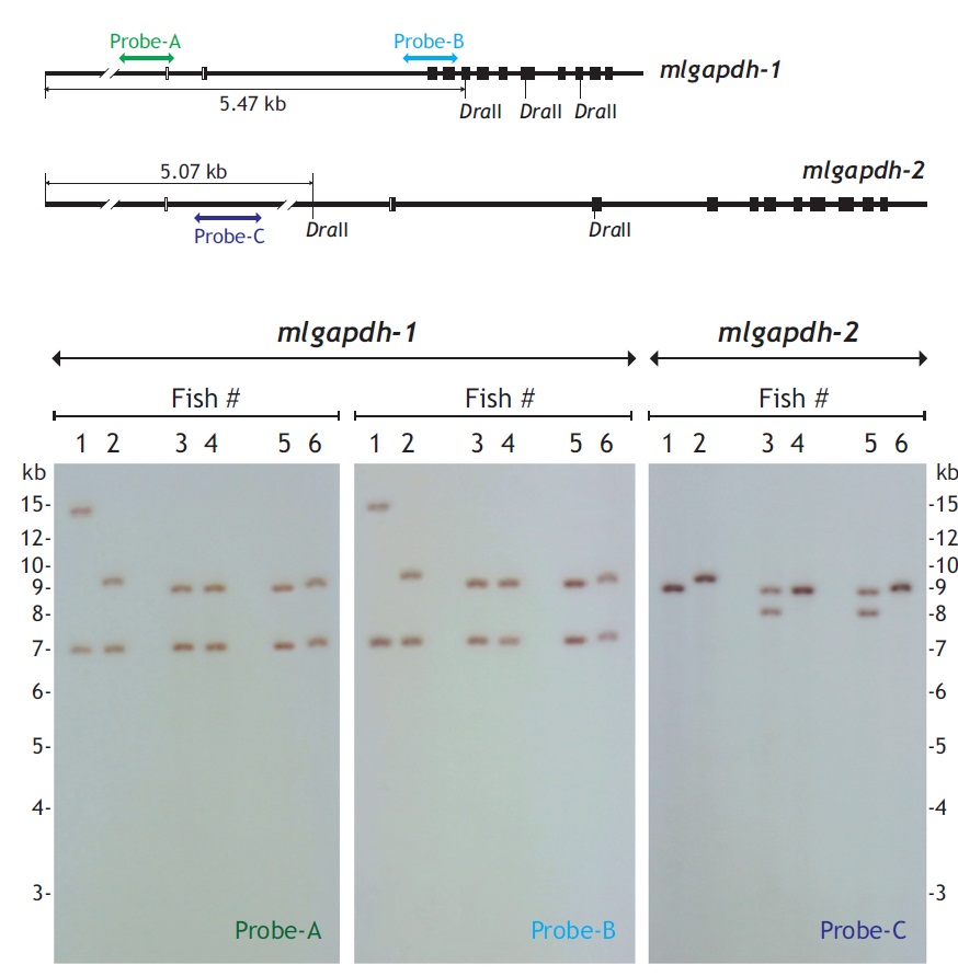 Southern blot analysis of mlgapdh isoforms with DraII-digested genomic DNA from six unrelated mud loach individuals are hybridized with probe-A, -B or -C. Relative positions of DraII-restriction sites and probe binding regions are also provided at the top.