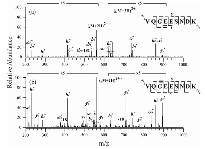 (a) MS/MS and (b) MS3 mass spectra of o-TEMPOBz-C(O)-VQGEESNDK doubly protonated peptide. The subscript “R” at the left-side of M, e.g., (RM + 2H)2+, denotes that o-TEMPO-Bz-C(O)- is conjugated to the N-terminus of the peptides. *: peak not assigned. Figure (b) is modified from Figure 4b in Analyst, 2009, 134, 1710 and reproduced with permission from the Royal Society of Chemistry, copyright 2009.