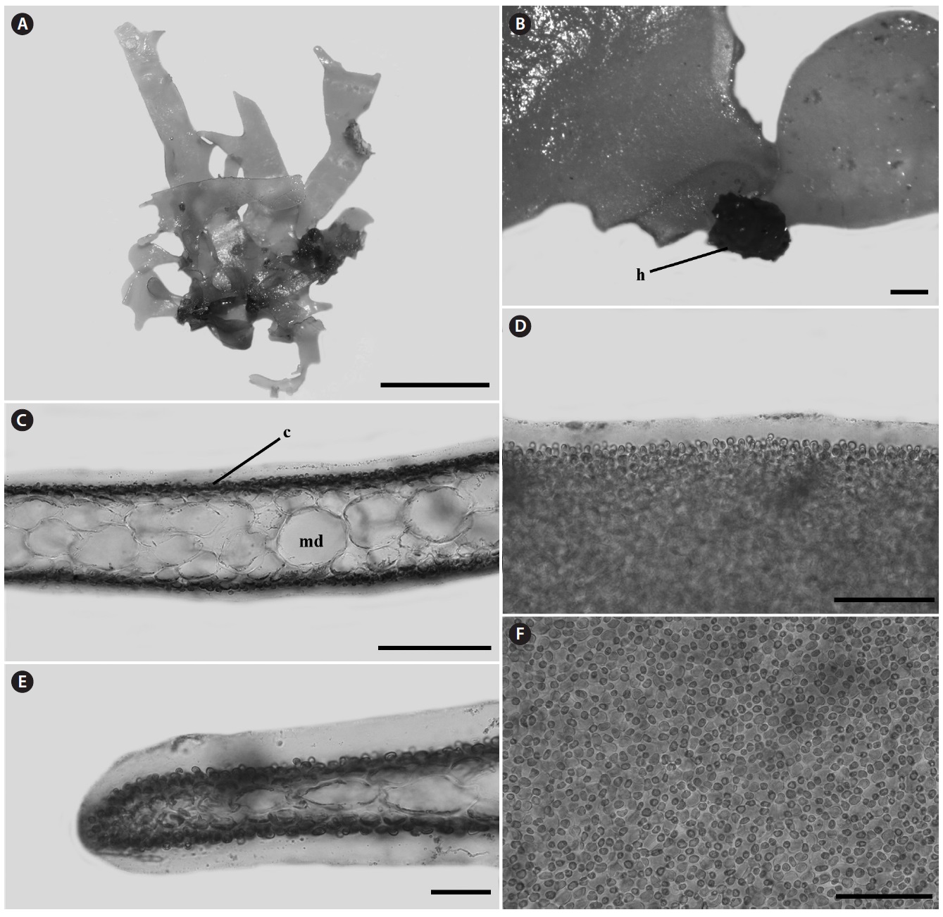 Leptofauchea rhodymenioides from Juk-do, Ulreng-gun, Korea. (A) Vegetative plant. (B) Details view of small discoid holdfast (h). (C) Cross section
view showing cortex (c) and medulla (md). (D) Marginal part of thallus showing gelatinous membrane. (E) Cross section view of marginal thallus. (F) Surface
of thallus. Scale bars represent: A, 2cm; B, 539.05 μm; C-F, 50 μm.