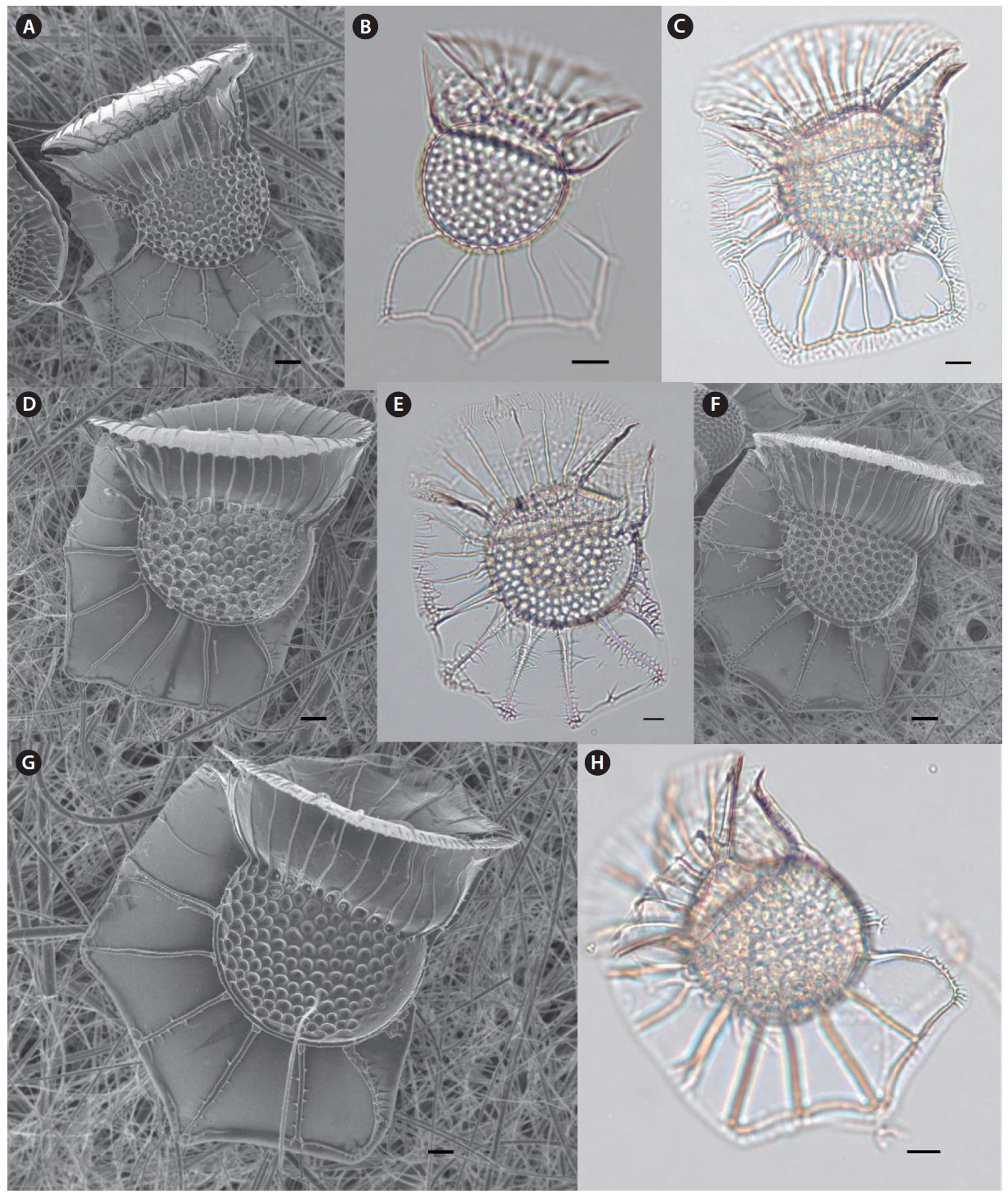 Light microscopy (LM) and scanning electron microscopy (SEM). (A) Ornithocercus magnificus (SEM), lateral view, (B) O. magnificus (LM), (C) Ornithocercus quadratus (LM), (D) O. quadratus (SEM), (E) Ornithocercus steinii (LM), (F) O. steinii (SEM), (G) Ornithocercus thumii (SEM), (H) O. thumii (LM). Scale bars,10 μm.
