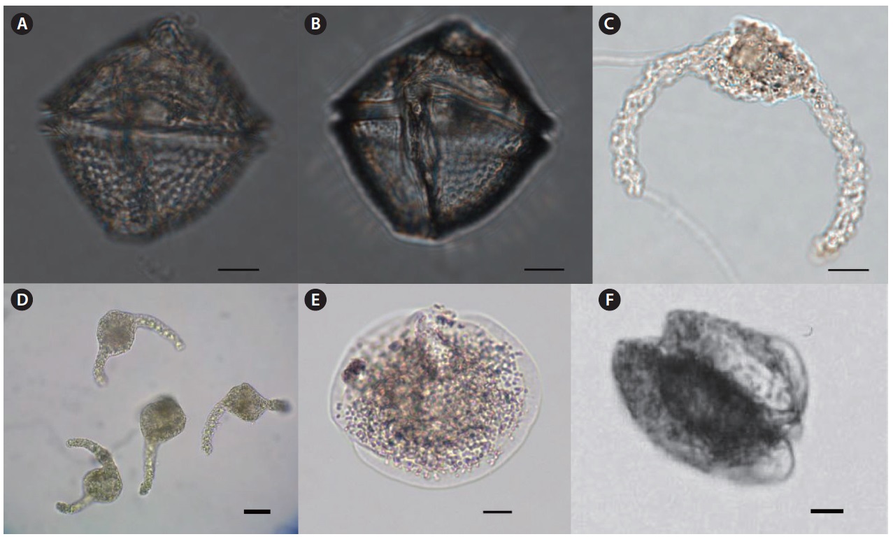 Light microscopy (LM). (A-B) Protoperidinium thorianum, ventral view, (C-D) Pseliodinium vaubanii, (E) Ptychodiscus noctiluca, epitheca,
(F) P. noctiluca, lateral view. Scale bars, 10 μm.