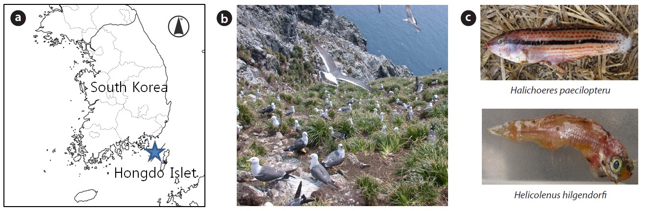 Study site, breeding colony and diet of Black-tailed Gulls (BTGs). (a) Location of Hongdo Island (★), (b) a photo of breeding colony, and
(c) Halichoeres paecilopterus and Helicolenus hilgendorfi in the diet of BTGs.