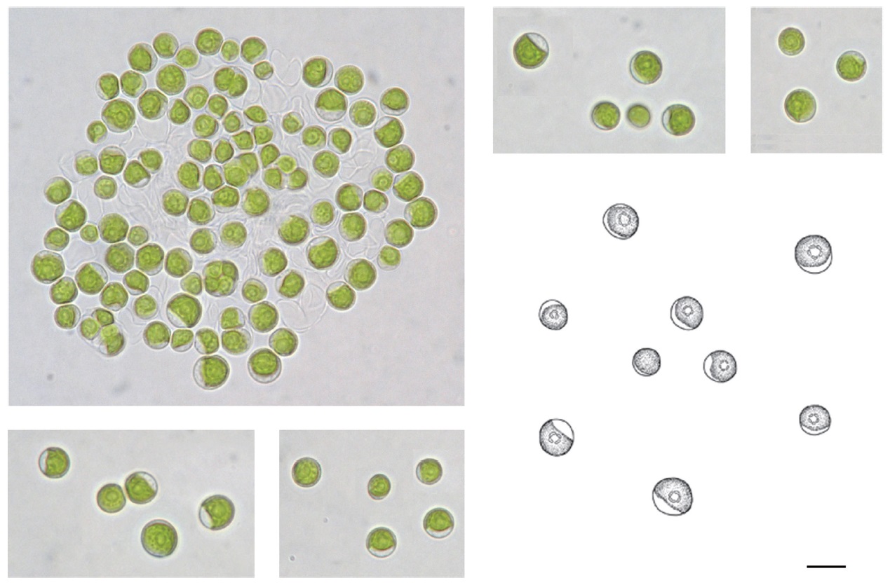Microscopic photographs and illustration of newly recorded species, Chlorella mirabilis V. M. Andreeva, in Hongcheon River of Korea from
December 2011 to September 2012. Scale bar, 10 μm.