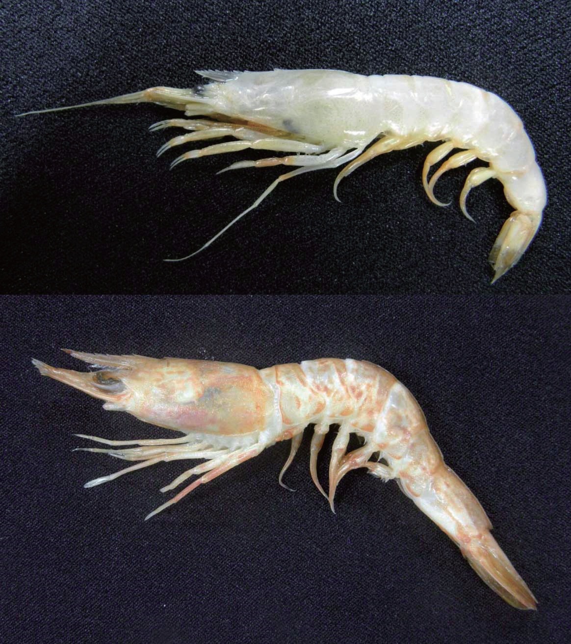 Two penaeid shrimps from southern coast of Korea. (A) Atypopenaeus
stenodactylus (Stimpson, 1860), female (carapace length 15.7
mm) from off Sacheon. (B) Metapenaeopsis toloensis Hall, 1962, female
(carapace length 22.2 mm) from off Dadaepo, Busan.