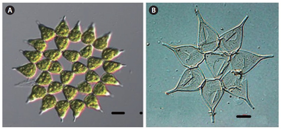 Pediastrum simplex var. sturmii (Reinsch) Wolle (A-B: each other colony). Scale bars, 10 μm.